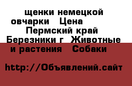 щенки немецкой овчарки › Цена ­ 6 000 - Пермский край, Березники г. Животные и растения » Собаки   